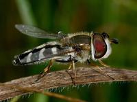 Scaeva pyrastri