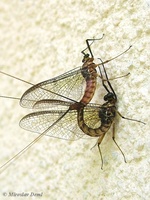 Epeorus assimilis