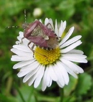 Dolycoris baccarum