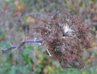 Diplolepis rosae