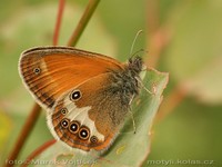 Coenonympha arcania - Pearly Heath