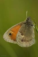 Coenonympha pamphilus - Small Heath