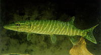 Esox lucius, Northern pike: fisheries, aquaculture, gamefish, aquarium