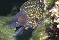 Muraena helena, Mediterranean moray: fisheries, aquarium