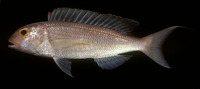 Nemipterus nemurus, Redspine threadfin bream: fisheries