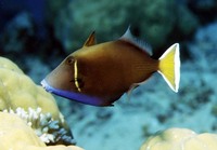 Sufflamen chrysopterum, Halfmoon triggerfish: fisheries, aquarium