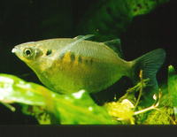 Chela caeruleostigmata, Leaping barb: aquarium