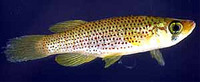 Fundulus escambiae, Russetfin topminnow: aquarium