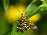 Panorpa communis - Scorpion Fly