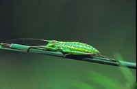 Ephippiger discoidalis