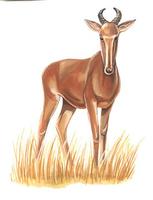 Image of: Alcelaphus lichtensteinii (Lichtenstein's hartebeest)