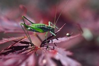 Leptophyes albovittata
