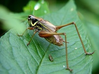 Bicolorana roeselii - Roesel's Bush-Cricket