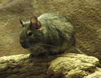 Image of: Octodon degus (degu)