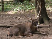 Image of: Przewalskium albirostris (white-lipped deer)