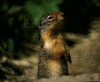 Image of: Spermophilus columbianus (Columbian ground squirrel)