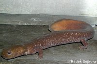 Pachyhynobius shangchengensis