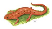 Image of: Notophthalmus viridescens (eastern newt)