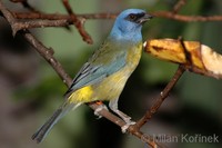 Thraupis bonariensis - Blue-and-yellow Tanager