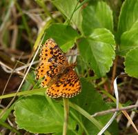 Image of: Boloria selene