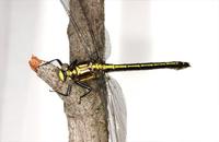 Image of: Dromogomphus spinosus