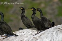 Phalacrocorax aristotelis - European Shag