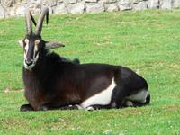 Hippotragus niger - Sable Antelope