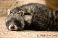 Civettictis civetta - African Civet