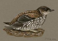 Image of: brachyramphus marmoratus (marbled murrelet)