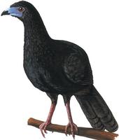 Image of: Chamaepetes unicolor (black guan)