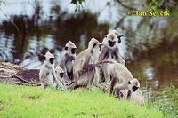 Semnopithecus entellus - Hanuman Langur