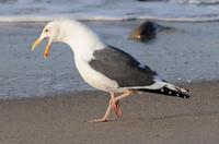 Image of: Larus occidentalis (western gull)