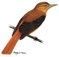 Image of: Philydor pyrrhodes (cinnamon-rumped foliage-gleaner)