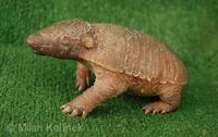 Chaetophractus villosus - Large Hairy Armadillo