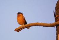 Image of: Sturnus pagodarum (Brahminy starling)