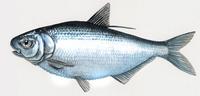 Image of: Dorosoma cepedianum (American gizzard shad)