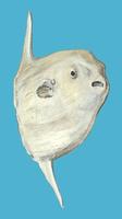 Image of: Mola mola (ocean sunfish)