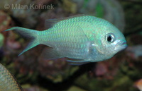 Chromis viridis - Blue Green Chromis