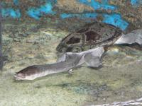 Chelodina siebenrocki