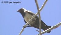 Daurian Jackdaw - Corvus dauuricus