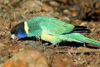 Australian Ringneck