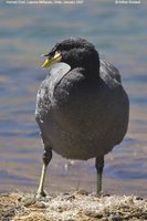 Horned Coot - Fulica cornuta