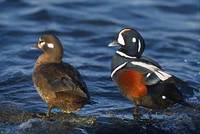 Harlequin Duck (Histrionicus histrionicus) photo