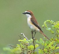 Brown Shrike (Lanius cristatus) photo