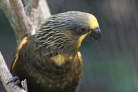 Brown Lory - Chalcopsitta duivenbodei