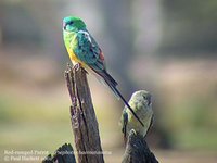 Red-rumped Parrot - Psephotus haematonotus