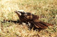 Australian Koel - Eudynamys cyanocephala