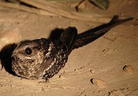 Scissor-tailed Nightjar - Hydropsalis torquata