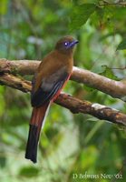 Cinnamon-rumped Trogon - Harpactes orrhophaeus