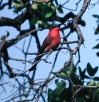 Southern Carmine Bee-eater - Merops nubicoides